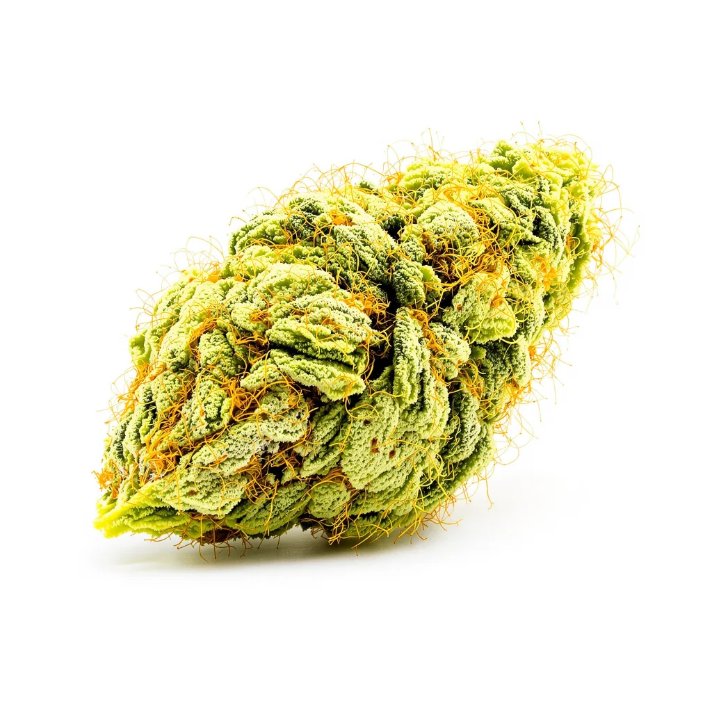 Diesel Duff cannabis plant in flowering stage — 150-200 cm feminised
