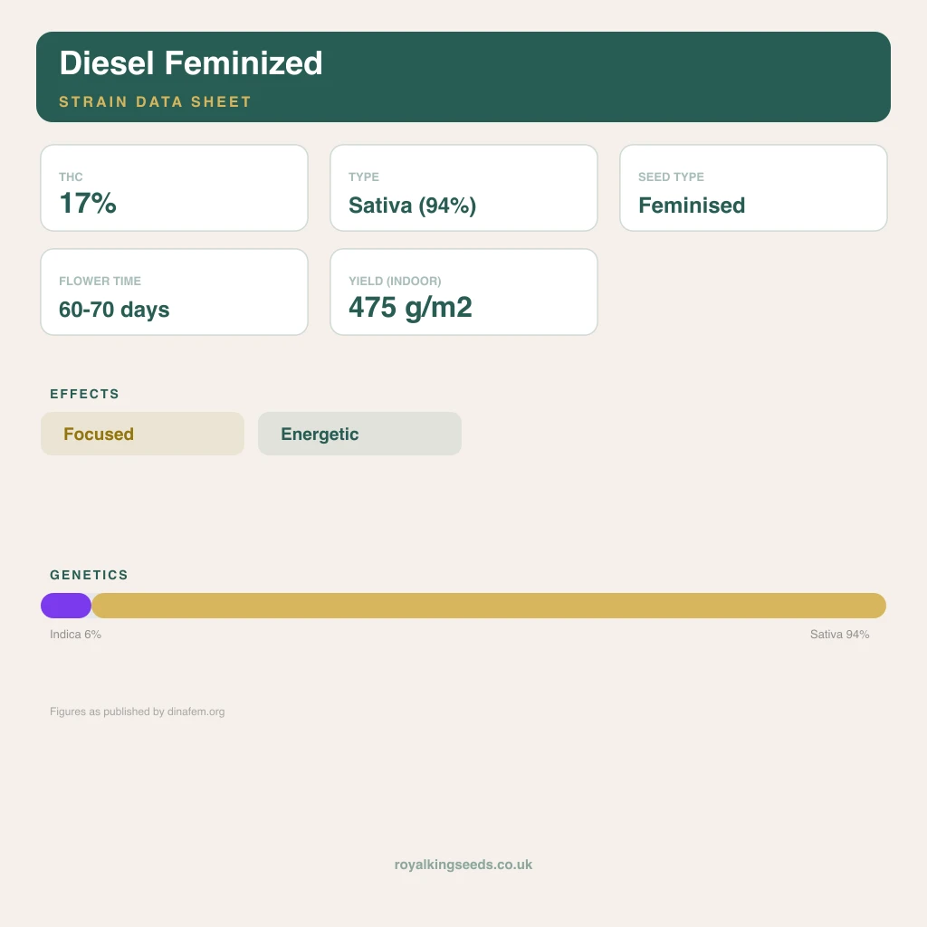 Diesel 6% indica / 94% sativa flower with visible trichomes