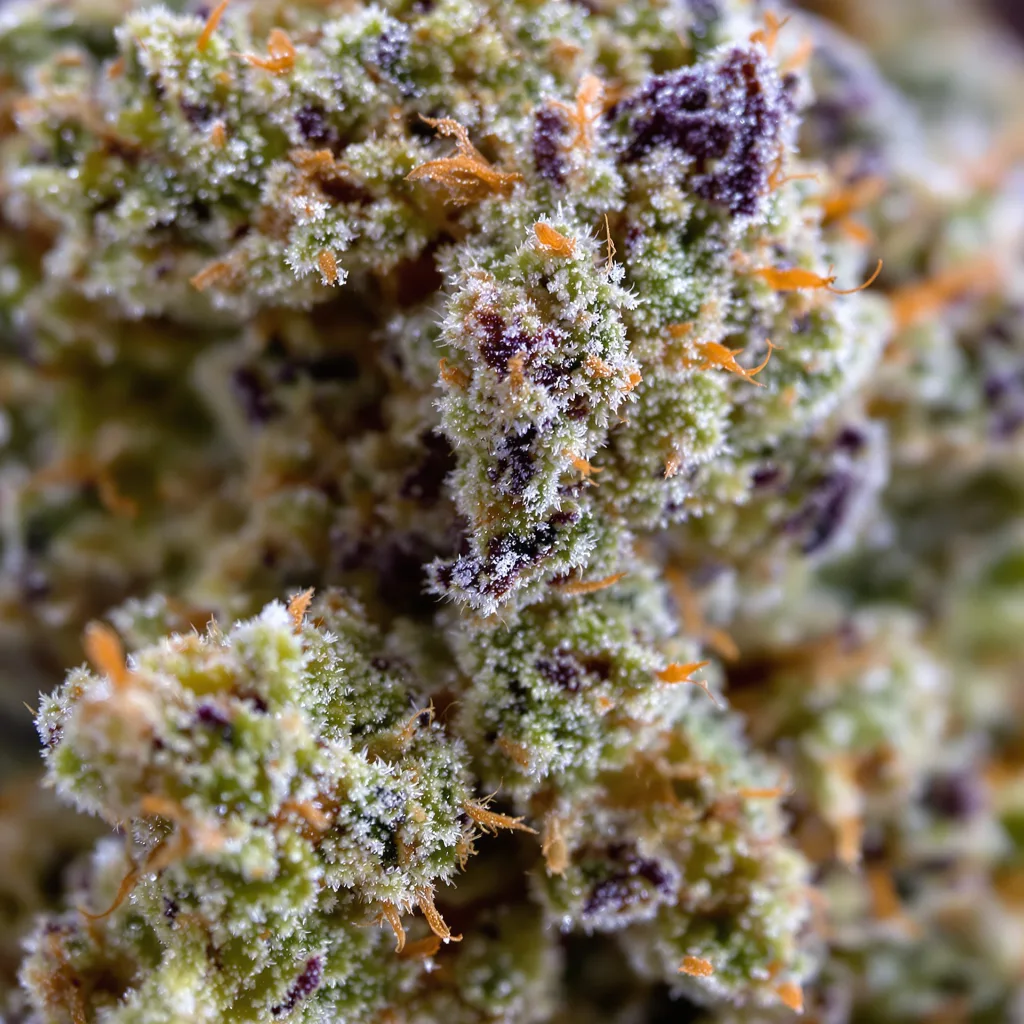 Digweed cannabis bud close-up showing open-bud structure with orange pistils