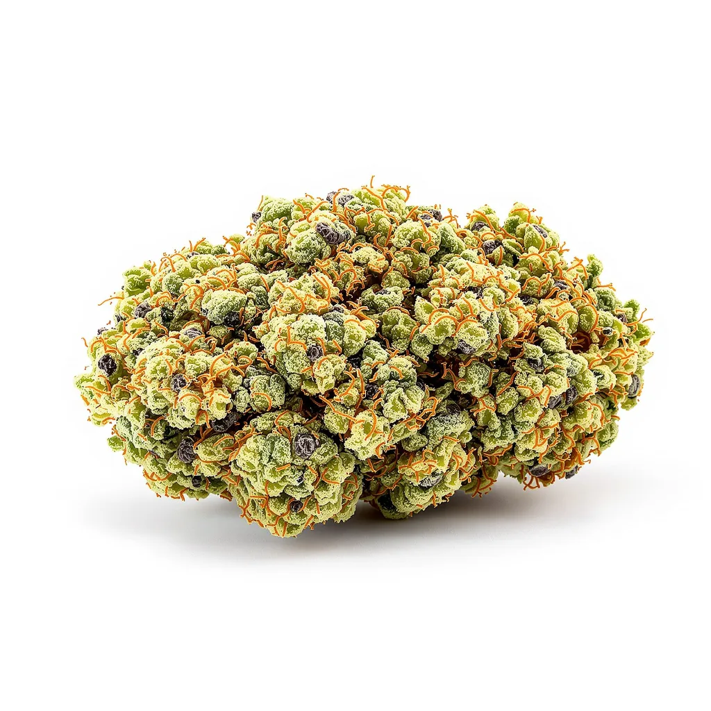 Digweed cannabis plant in flowering stage — 120-180 cm feminised