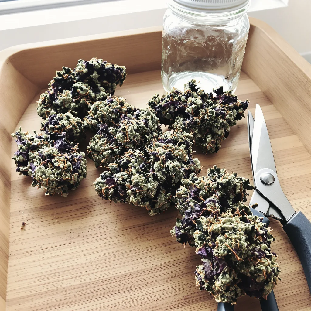 Dinachem 67% indica / 33% sativa flower with visible trichomes