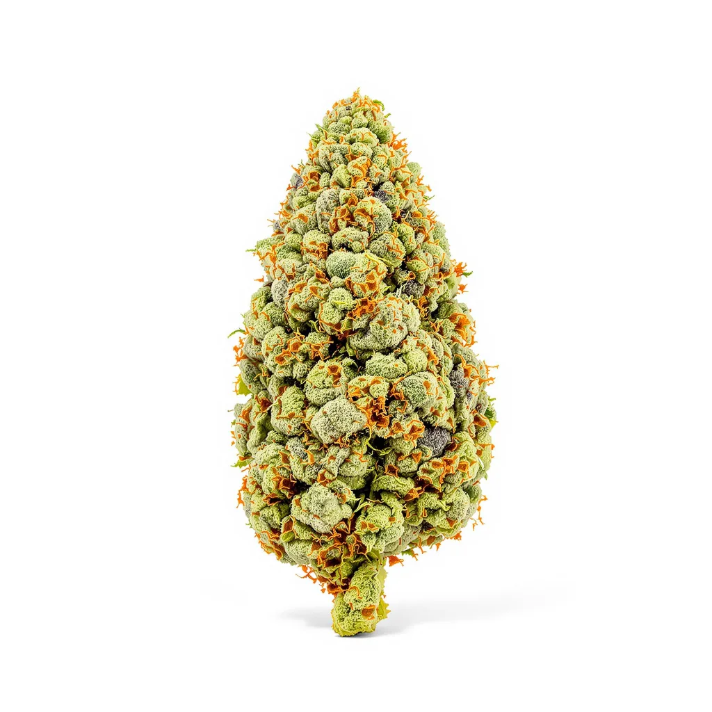 Divine CBD cannabis plant in flowering stage — 120-180 cm feminised
