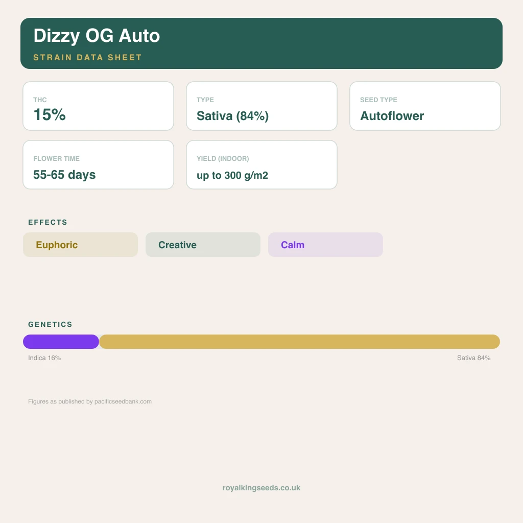 Dizzy OG 16% indica / 84% sativa flower with visible trichomes