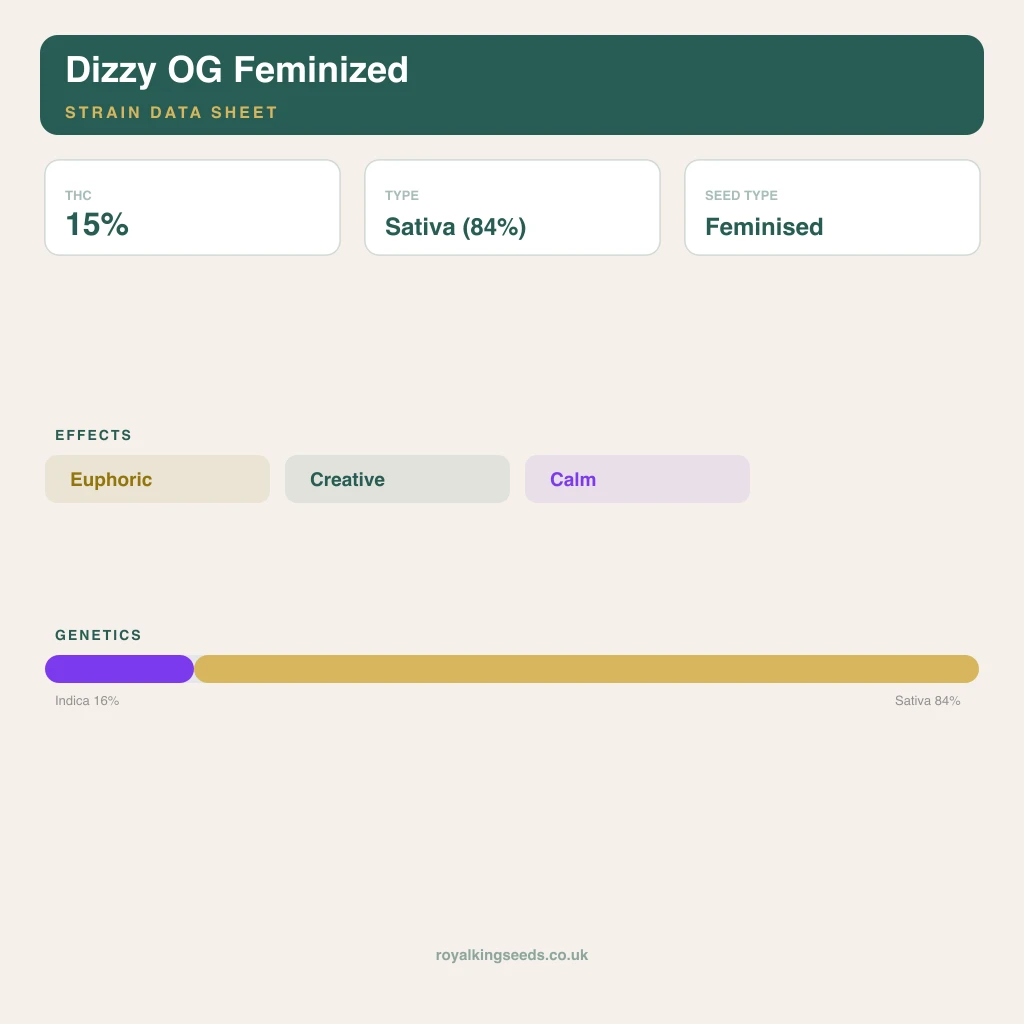 Dizzy OG 16% indica / 84% sativa flower with visible trichomes
