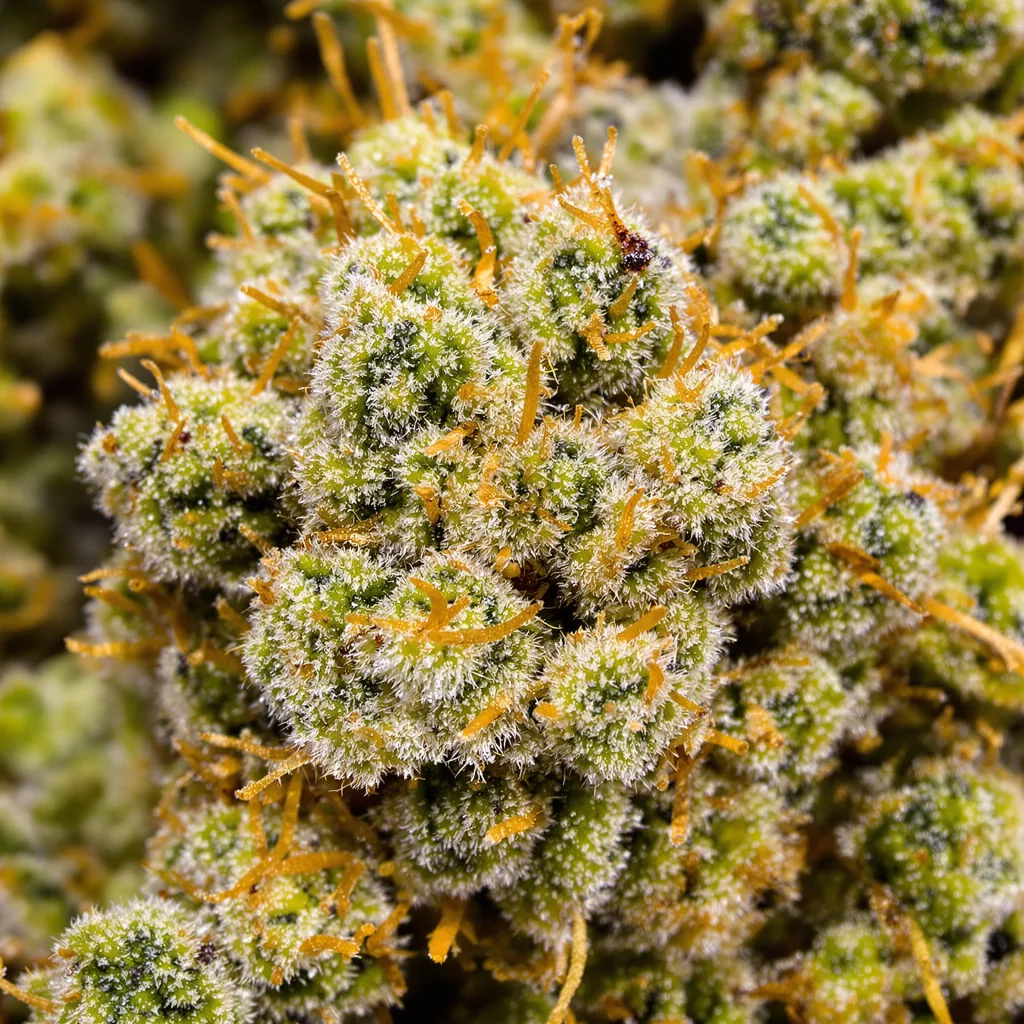 Dizzy OG cannabis bud close-up showing lime-green airy structure