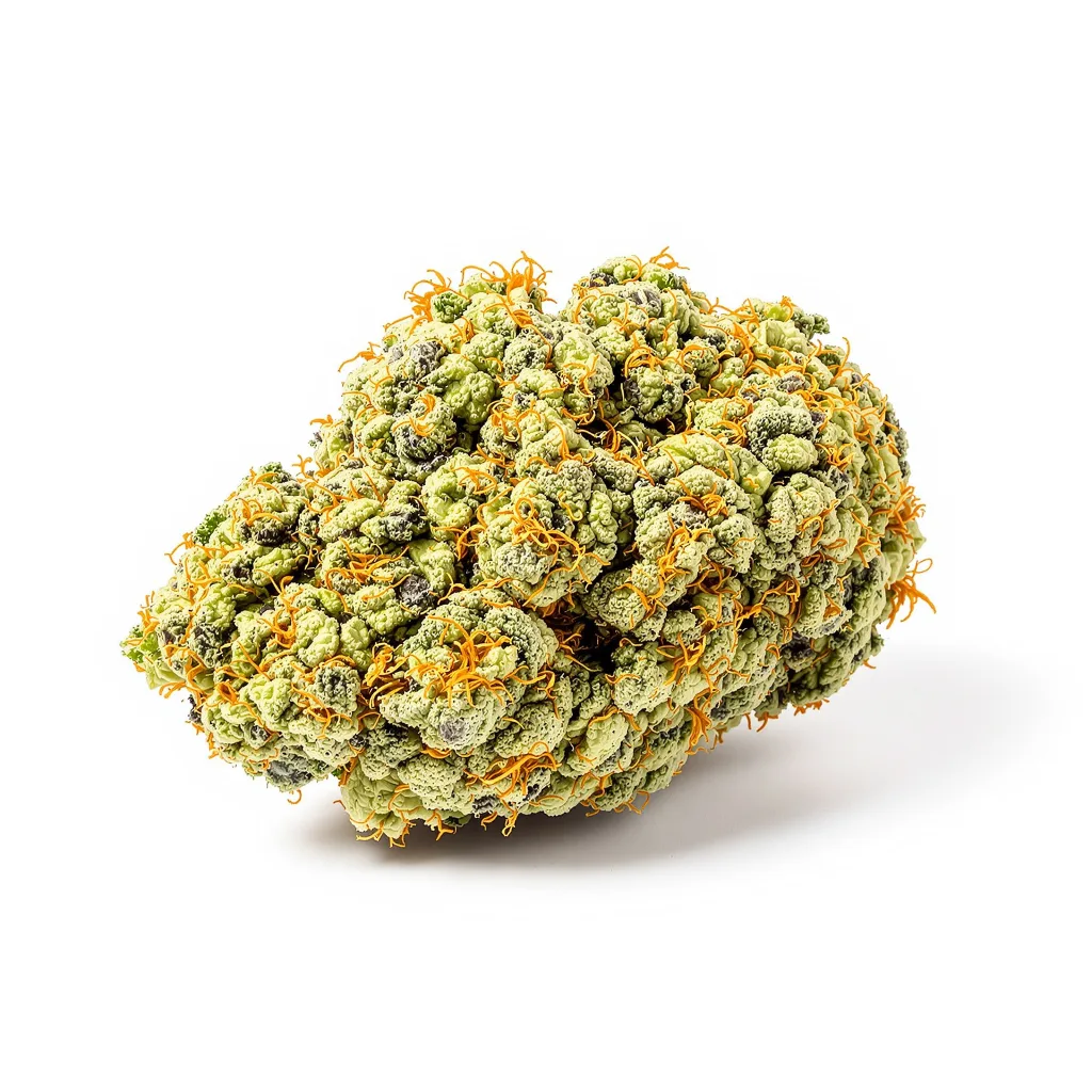 Dizzy OG cannabis plant in flowering stage — 150-200 cm feminised