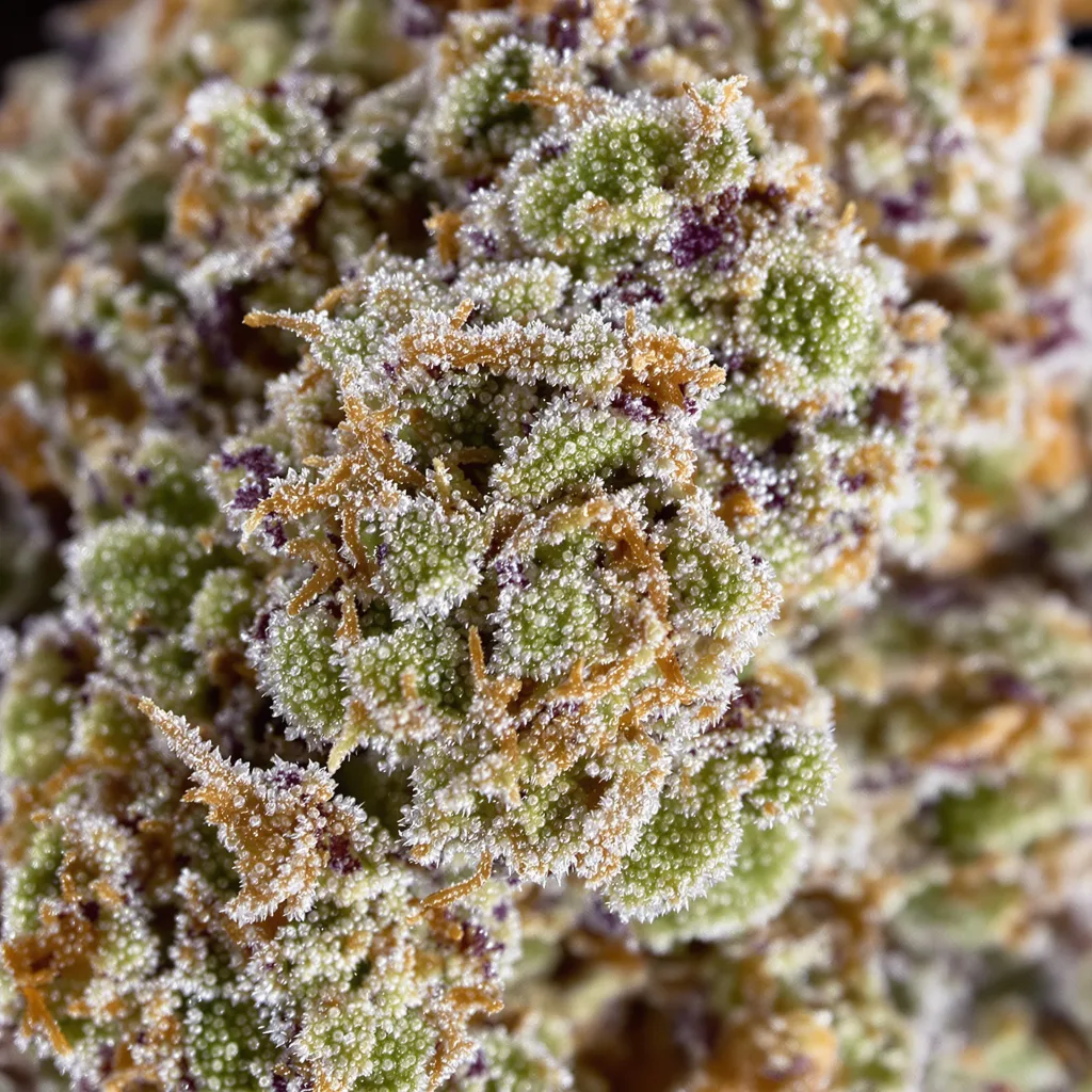 Donna OG cannabis bud close-up showing balanced bud structure with frosted trichomes