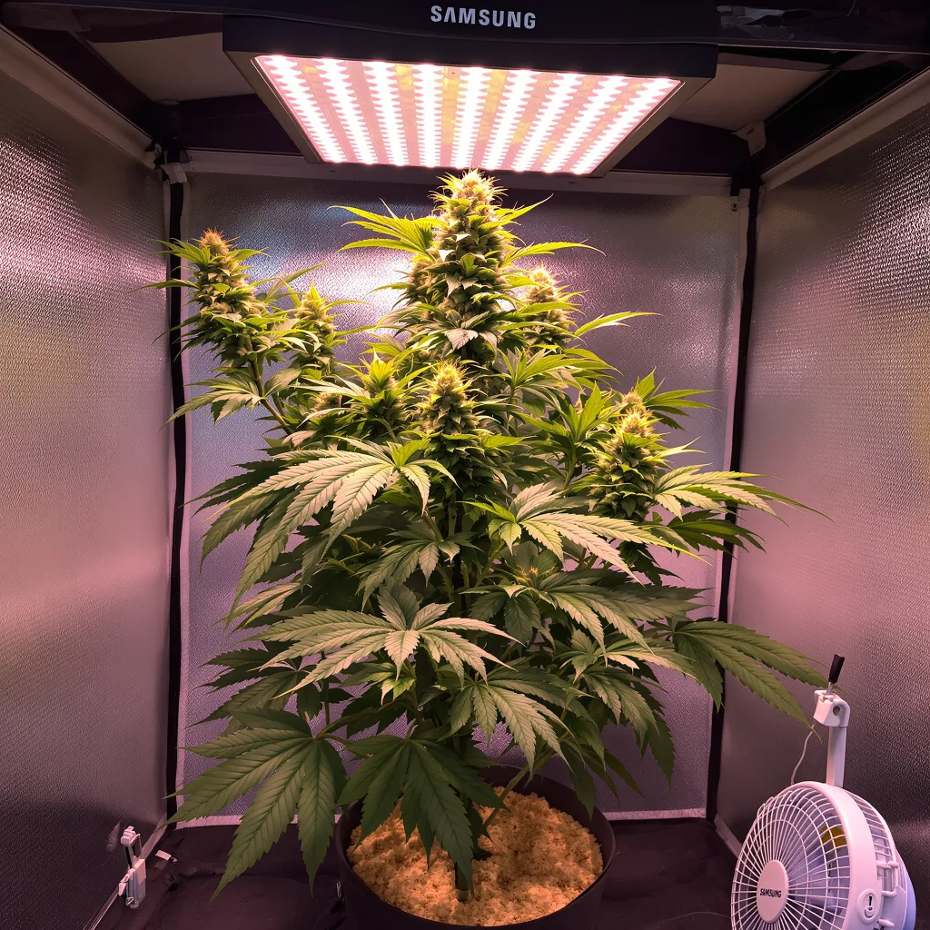 Dream Queen 76% indica / 24% sativa flower with visible trichomes
