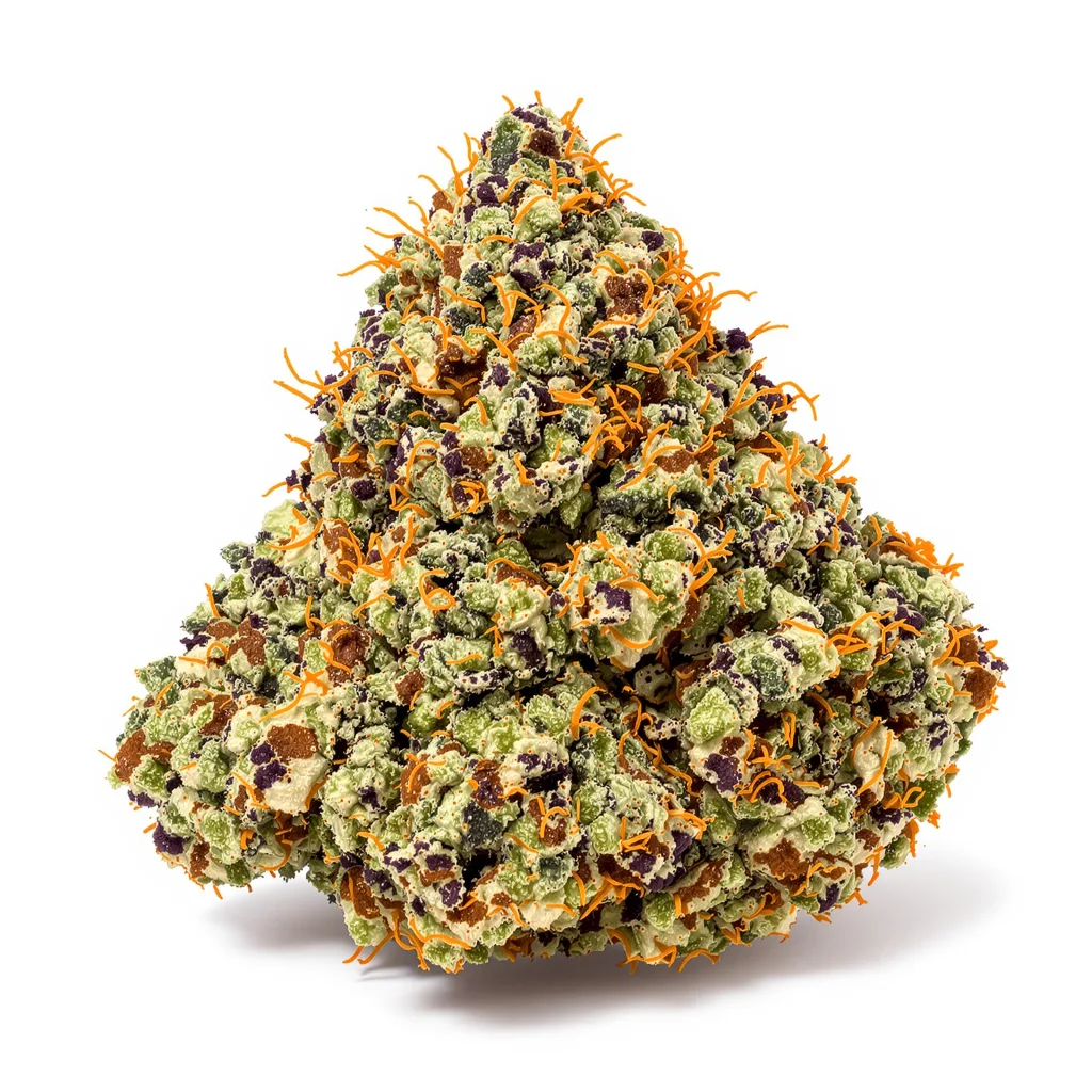Dream Queen cannabis plant in flowering stage — 60-100 cm autoflower