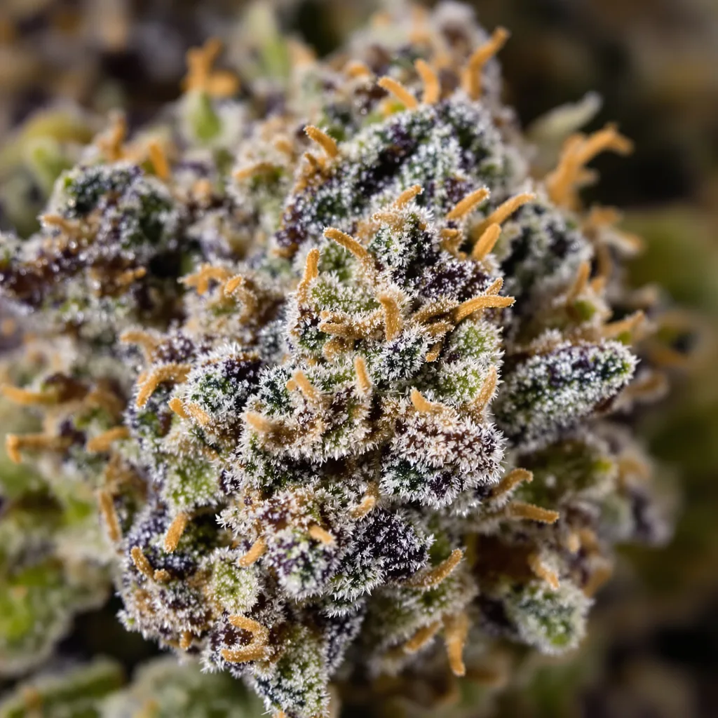 Dream Queen cannabis bud close-up showing dense purple-tinged calyxes