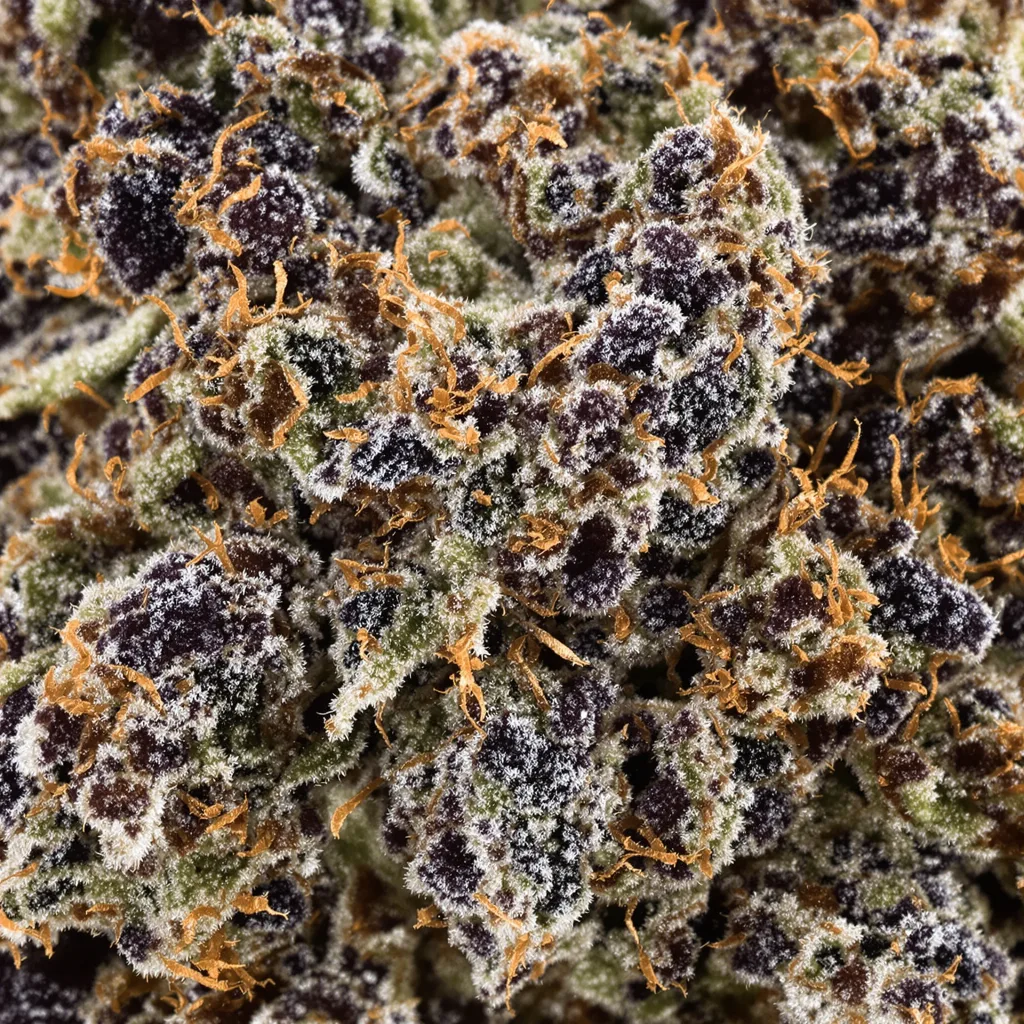 Durga Mata cannabis bud close-up showing dense purple-tinged calyxes