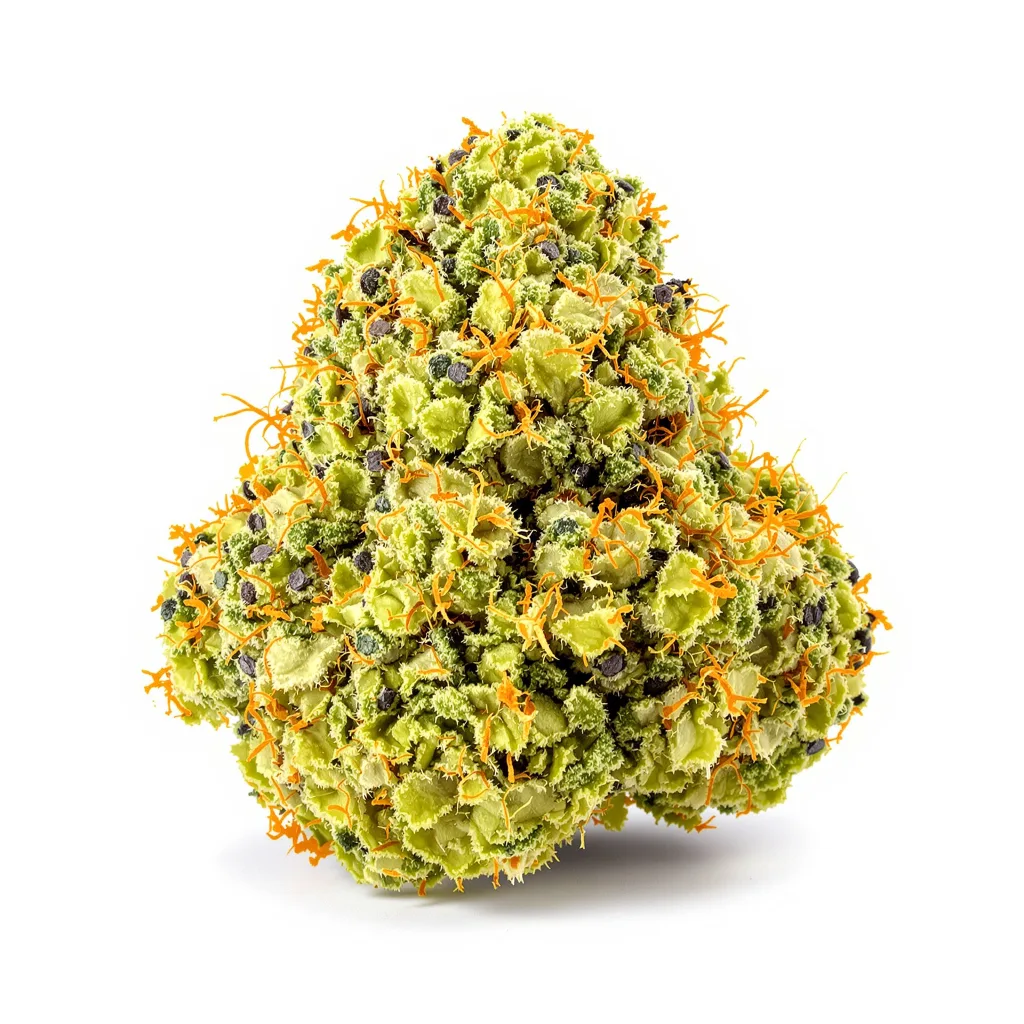 Dutch Dragon cannabis plant in flowering stage — 150-200 cm feminised