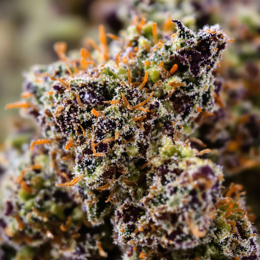Dutch Kush cannabis bud close-up showing dense purple-tinged calyxes