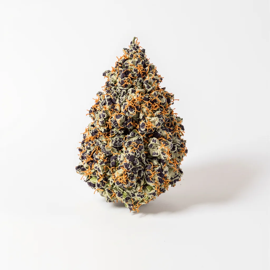 Dutch Kush cannabis plant in flowering stage — 60-100 cm autoflower