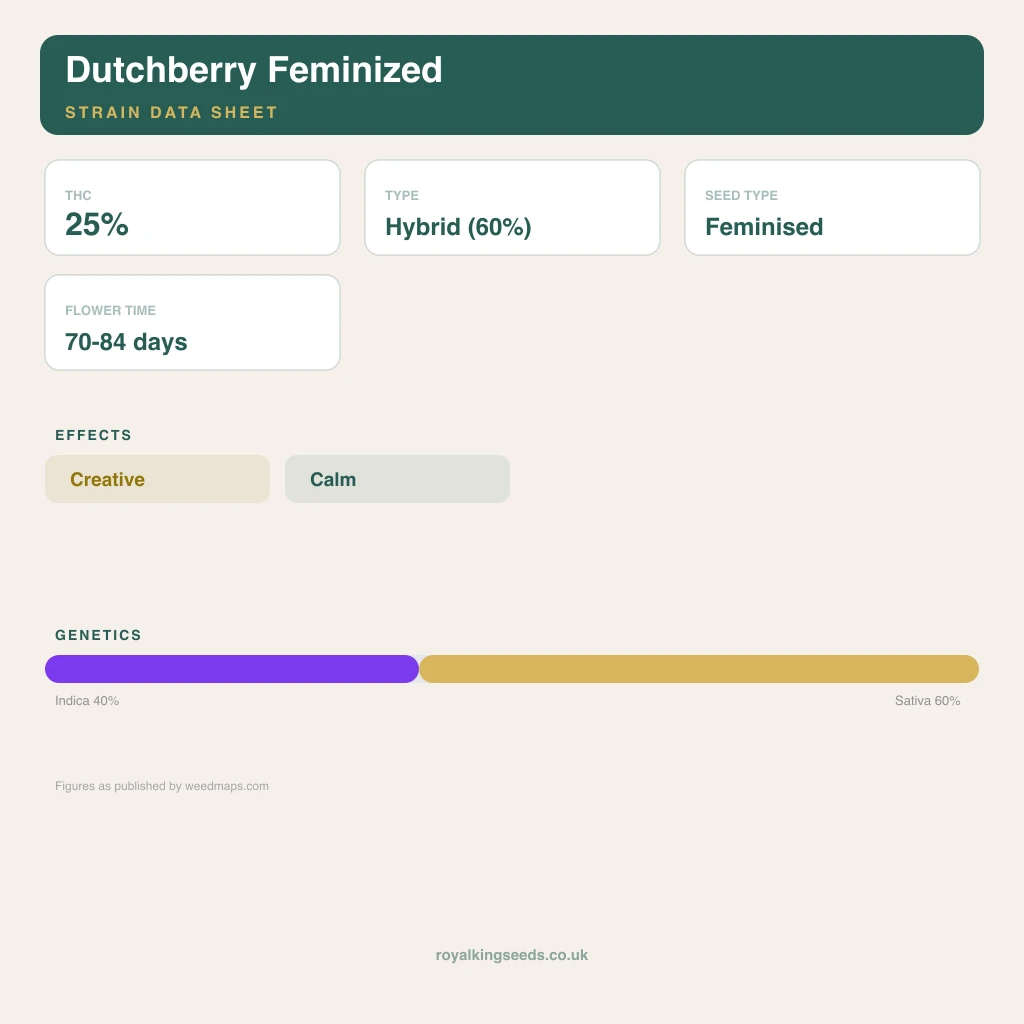 Dutchberry 40% indica / 60% sativa flower with visible trichomes