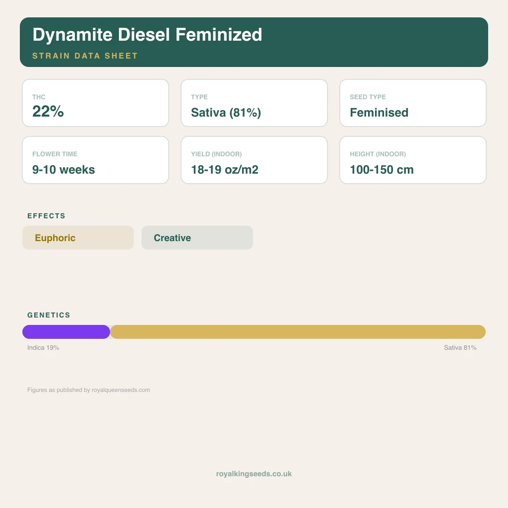 Dynamite Diesel 19% indica / 81% sativa flower with visible trichomes