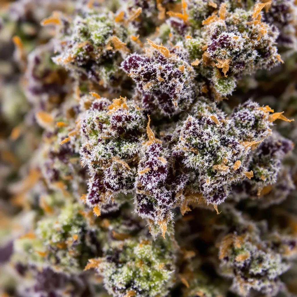 Ecto Cooler cannabis bud close-up showing dense purple-tinged calyxes