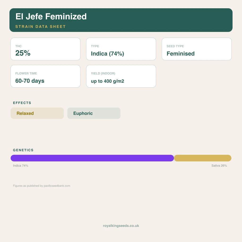 El Jefe 74% indica / 26% sativa flower with visible trichomes