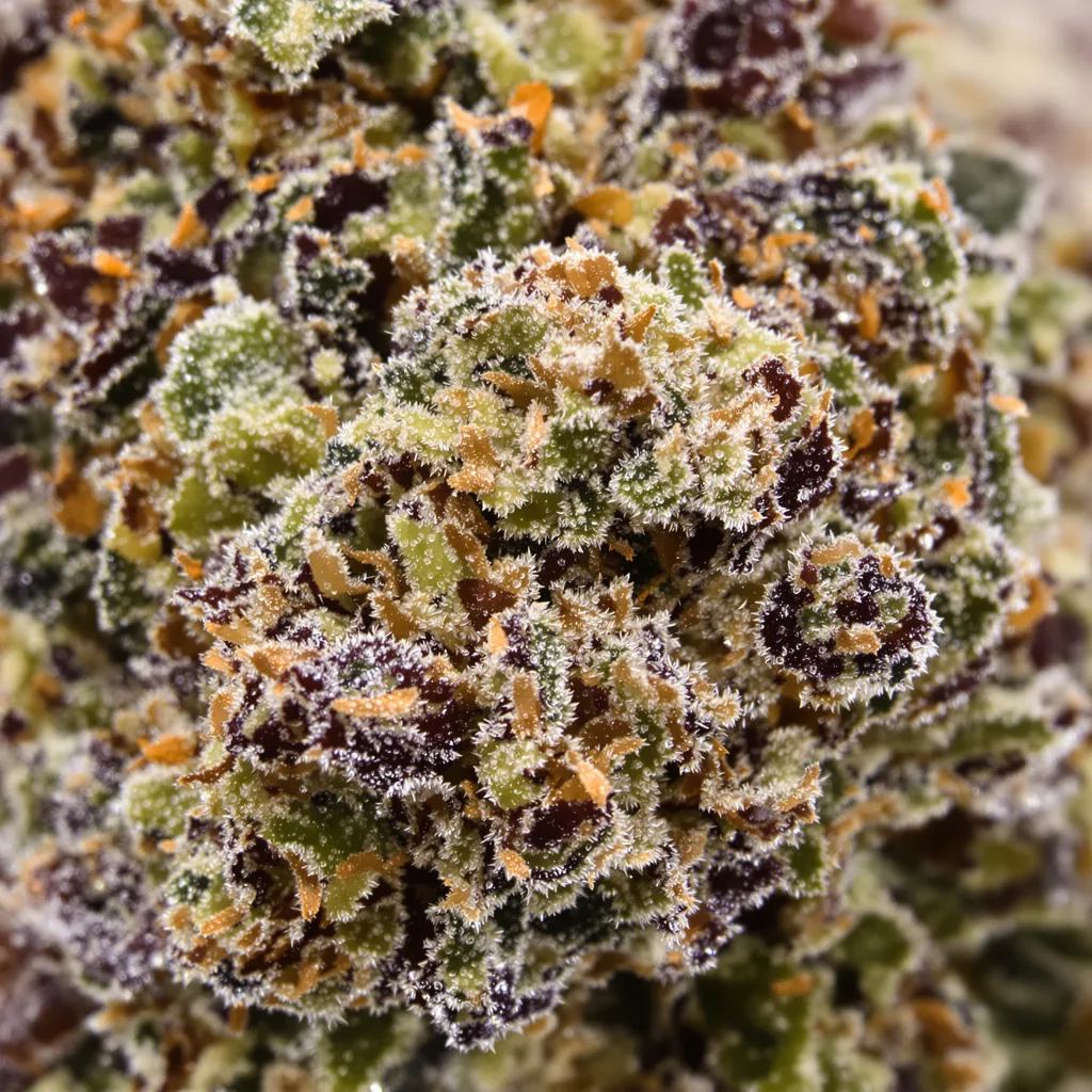 El Perro cannabis bud close-up showing dense purple-tinged calyxes