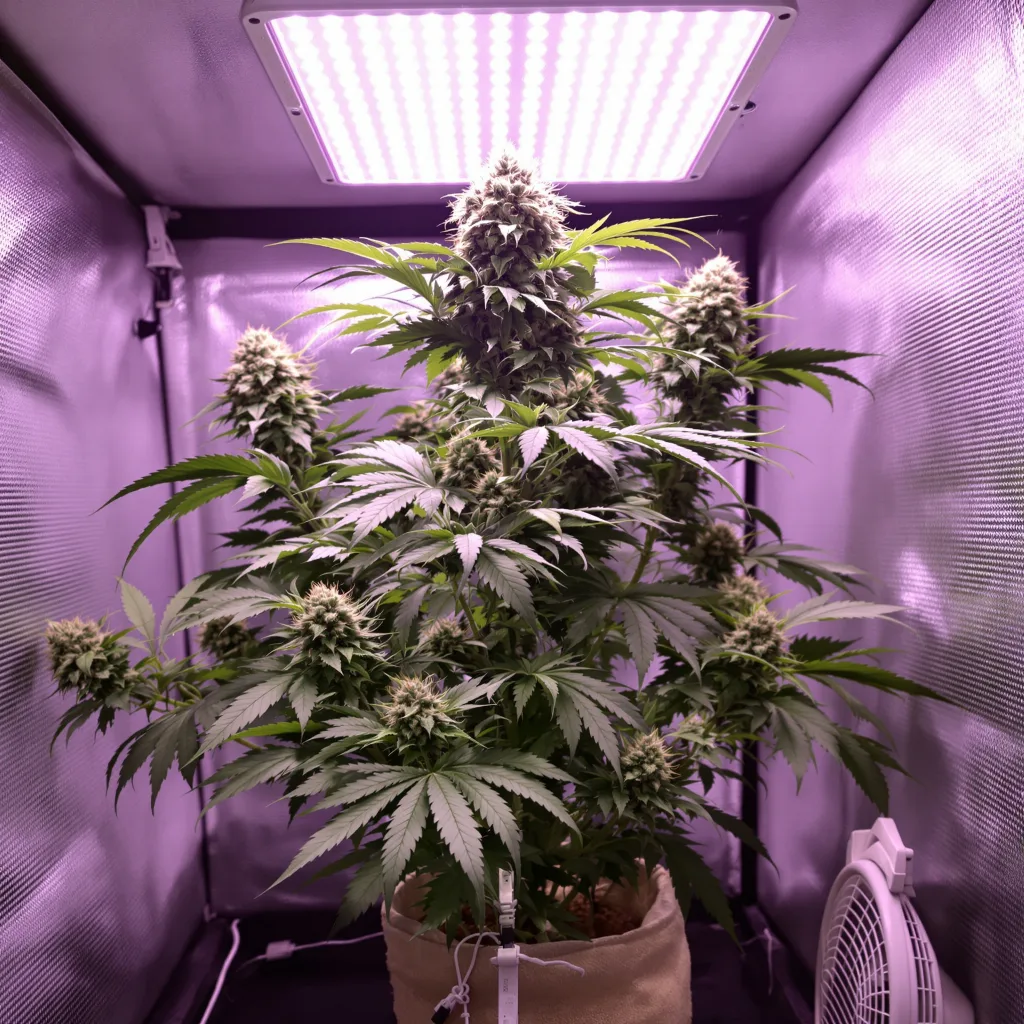 Electric Blue 86% indica / 14% sativa flower with visible trichomes