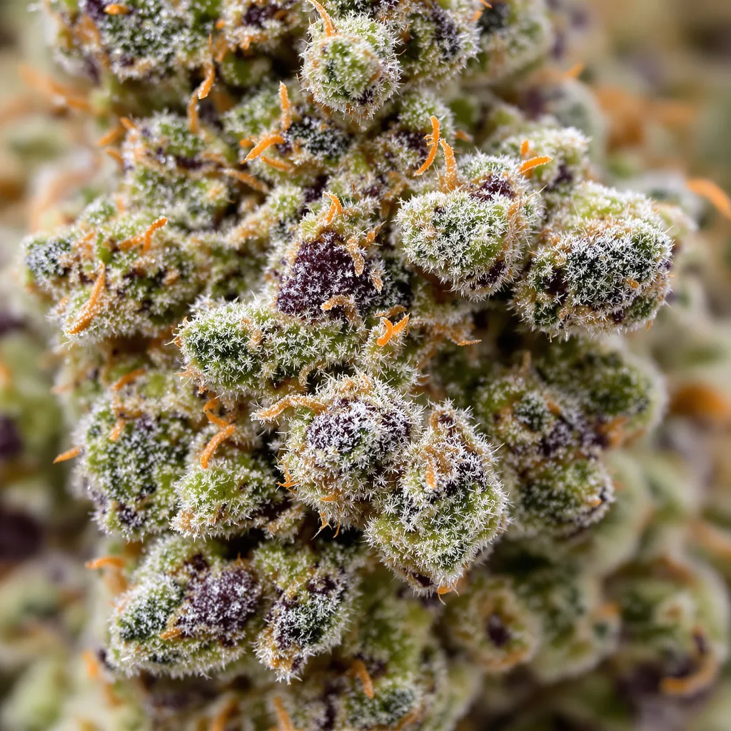 Ewok cannabis bud close-up showing dense forest-green nugs