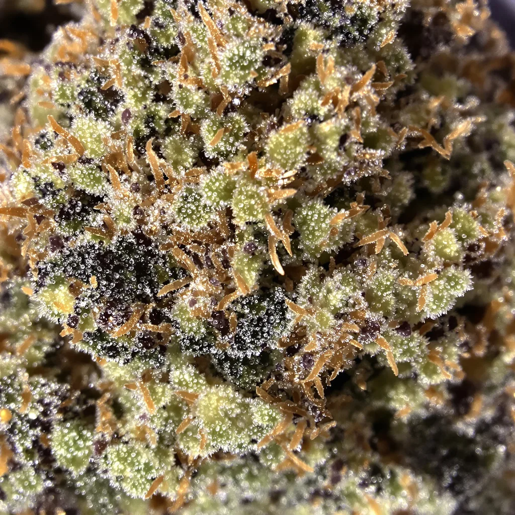 Face Off OG cannabis bud close-up showing dense purple-tinged calyxes