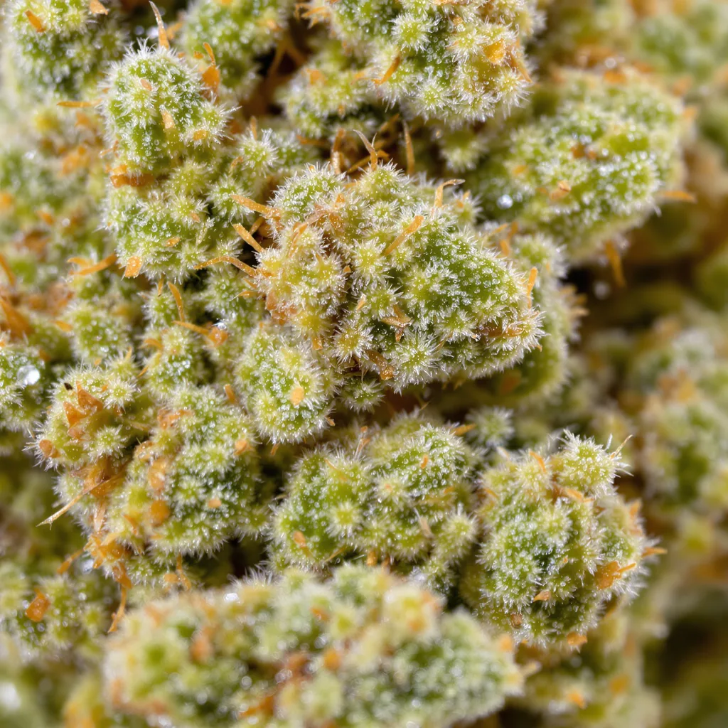 Fat Nelson cannabis bud close-up showing lime-green airy structure