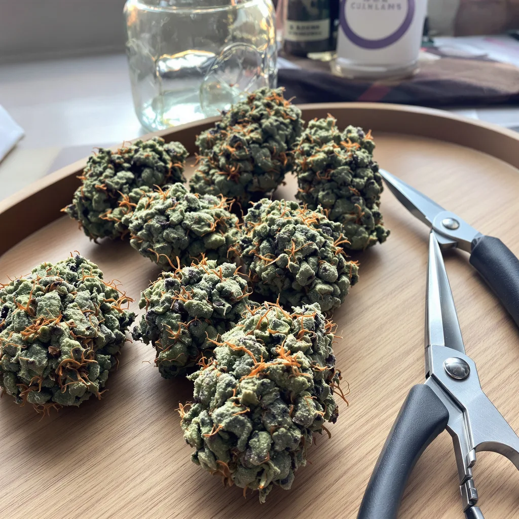 Faygo Red Pop 40% indica / 60% sativa flower with visible trichomes