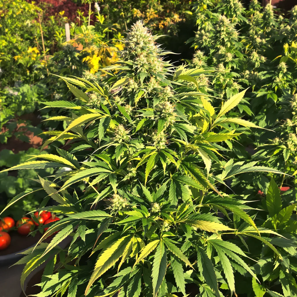 Fire OG 86% indica / 14% sativa flower with visible trichomes