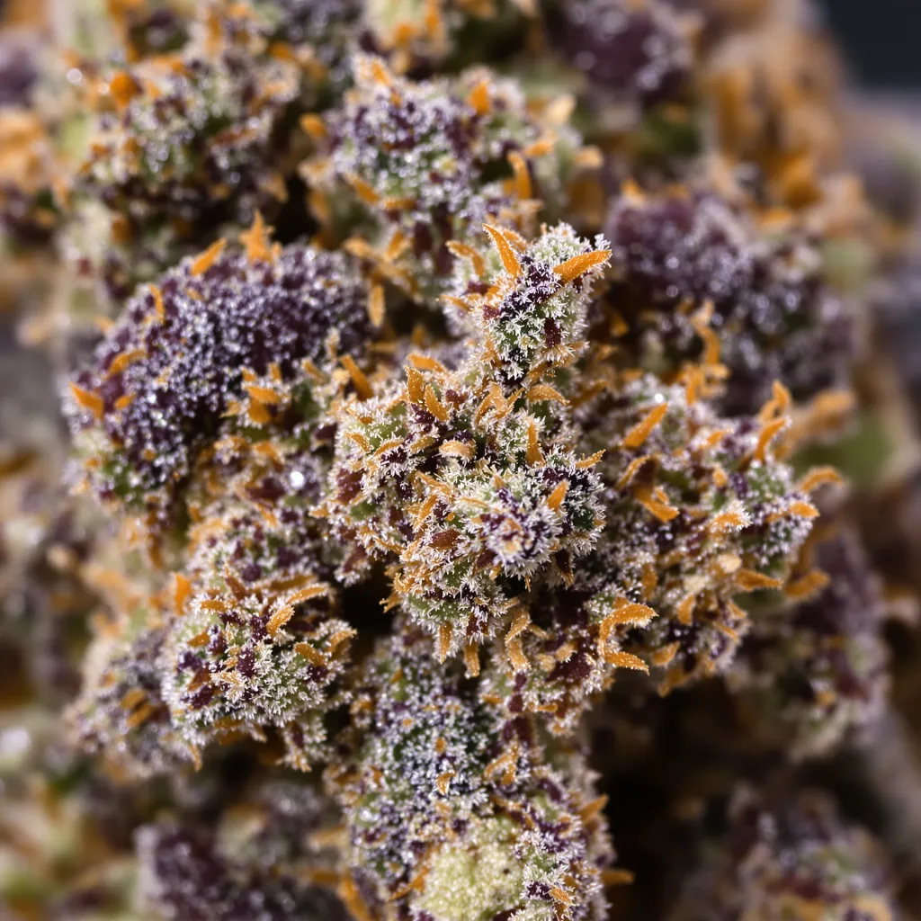 Flo OG cannabis bud close-up showing dense purple-tinged calyxes