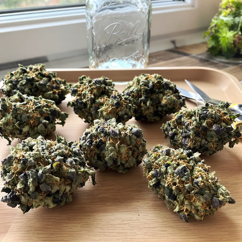 Forbidden Fruit 70% indica / 30% sativa flower with visible trichomes