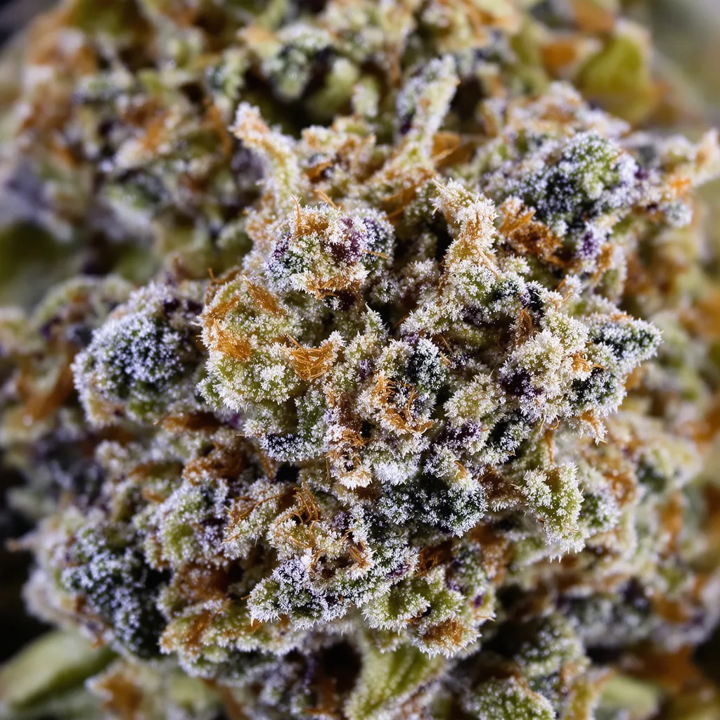 Four Star General cannabis bud close-up showing dense forest-green nugs