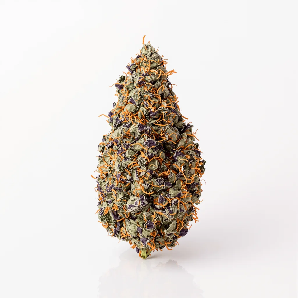 Frida cannabis plant in flowering stage — 90-130 cm feminised