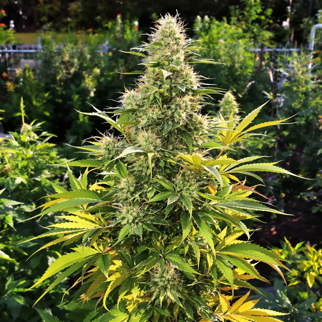 Frosty 45% indica / 55% sativa flower with visible trichomes