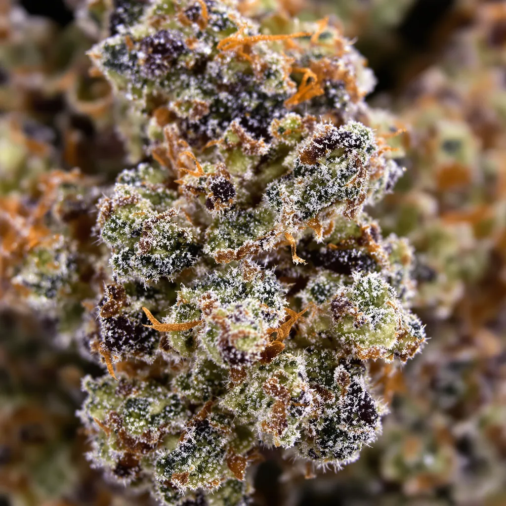 Fruit cannabis bud close-up showing dense purple-tinged calyxes