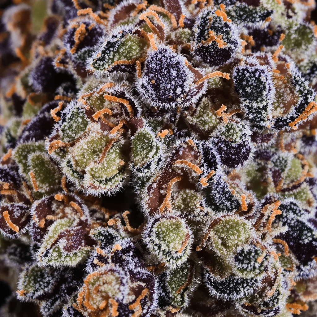 Fruit cannabis bud close-up showing dense purple-tinged calyxes