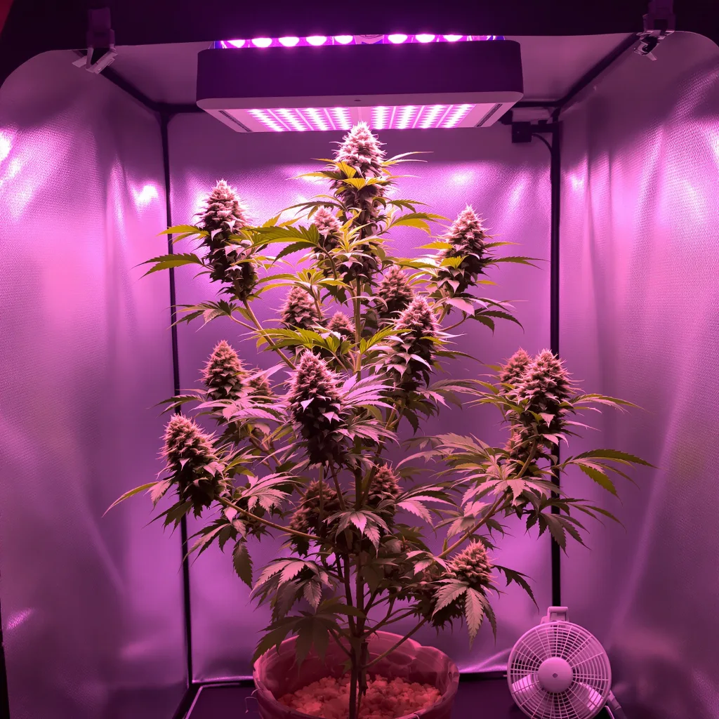 Fruity Pebbles 50% indica / 50% sativa flower with visible trichomes