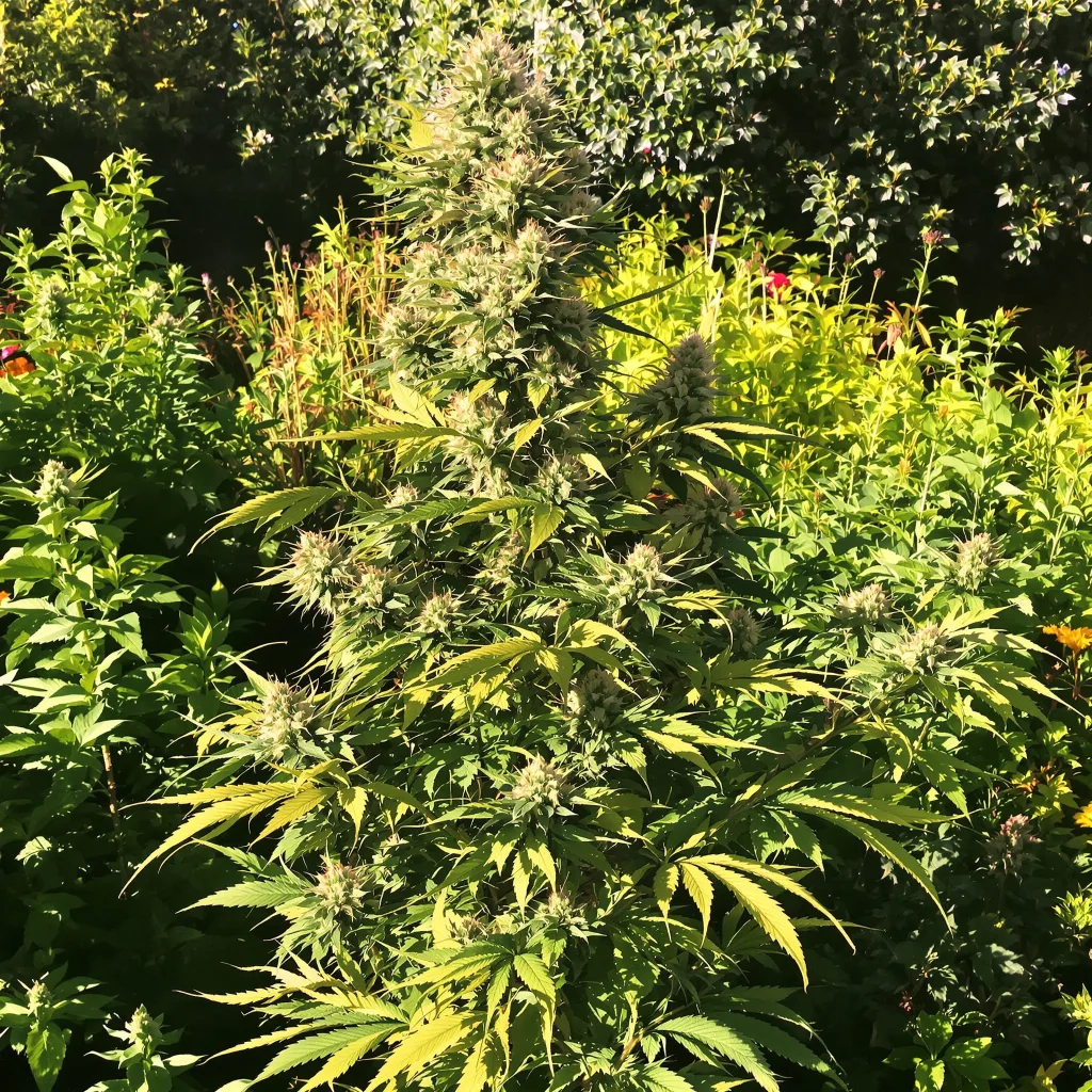 Fruity Pebbles 50% indica / 50% sativa flower with visible trichomes