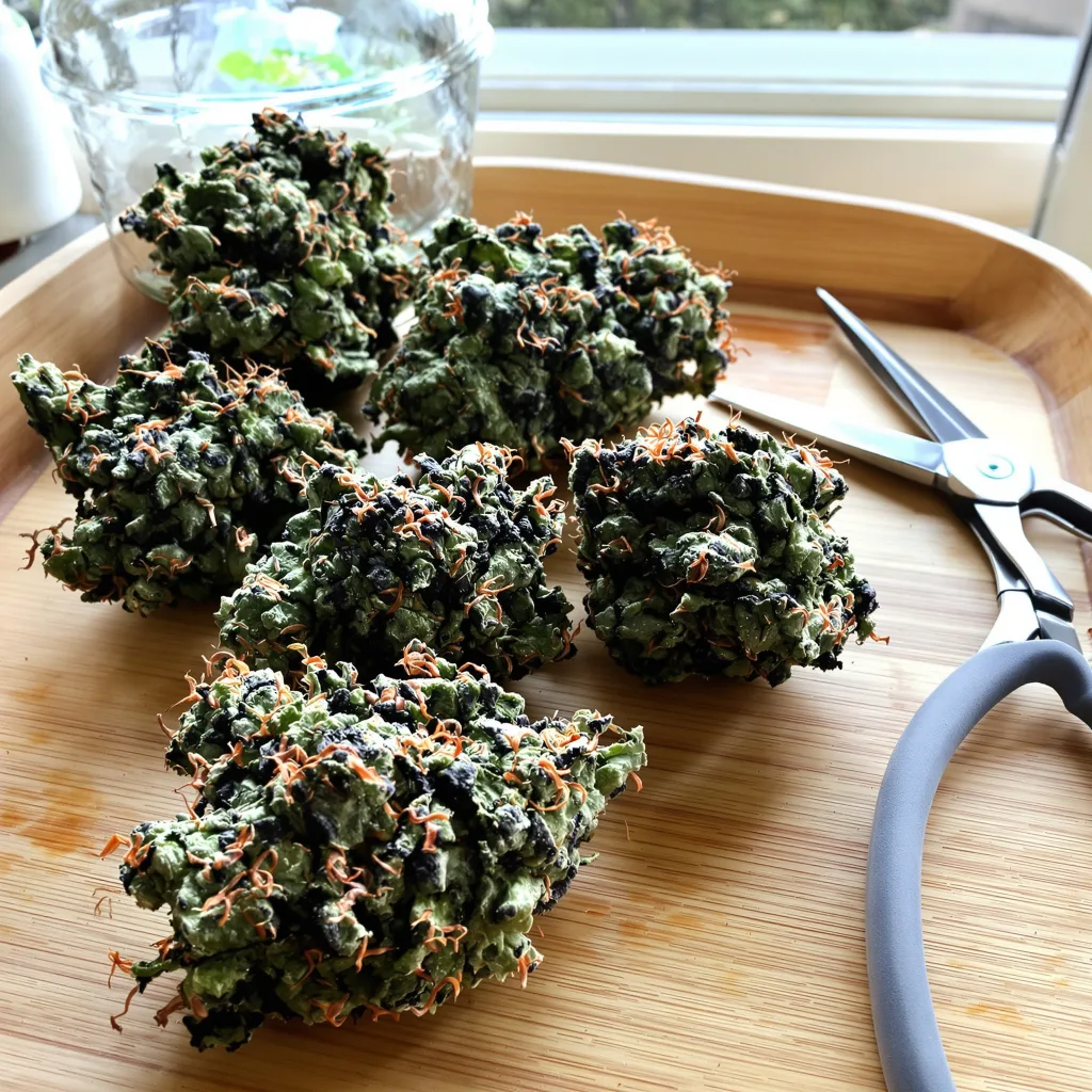 Fruity Widow 72% indica / 28% sativa flower with visible trichomes