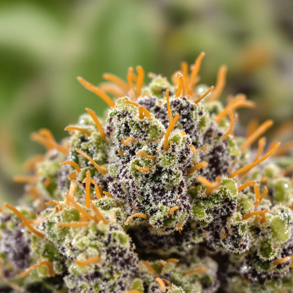 Fruity Widow cannabis bud close-up showing dense purple-tinged calyxes