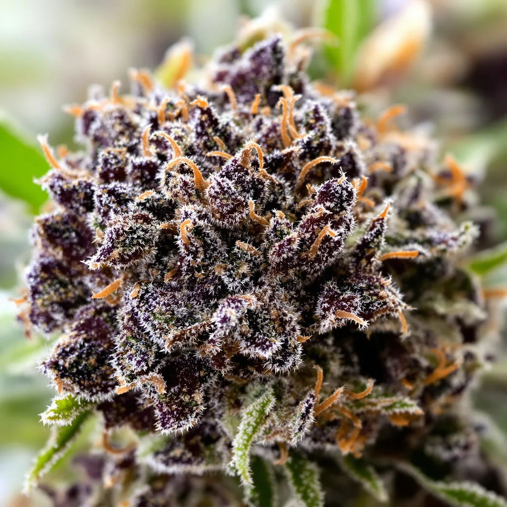 Fruitylicious cannabis bud close-up showing dense purple-tinged calyxes