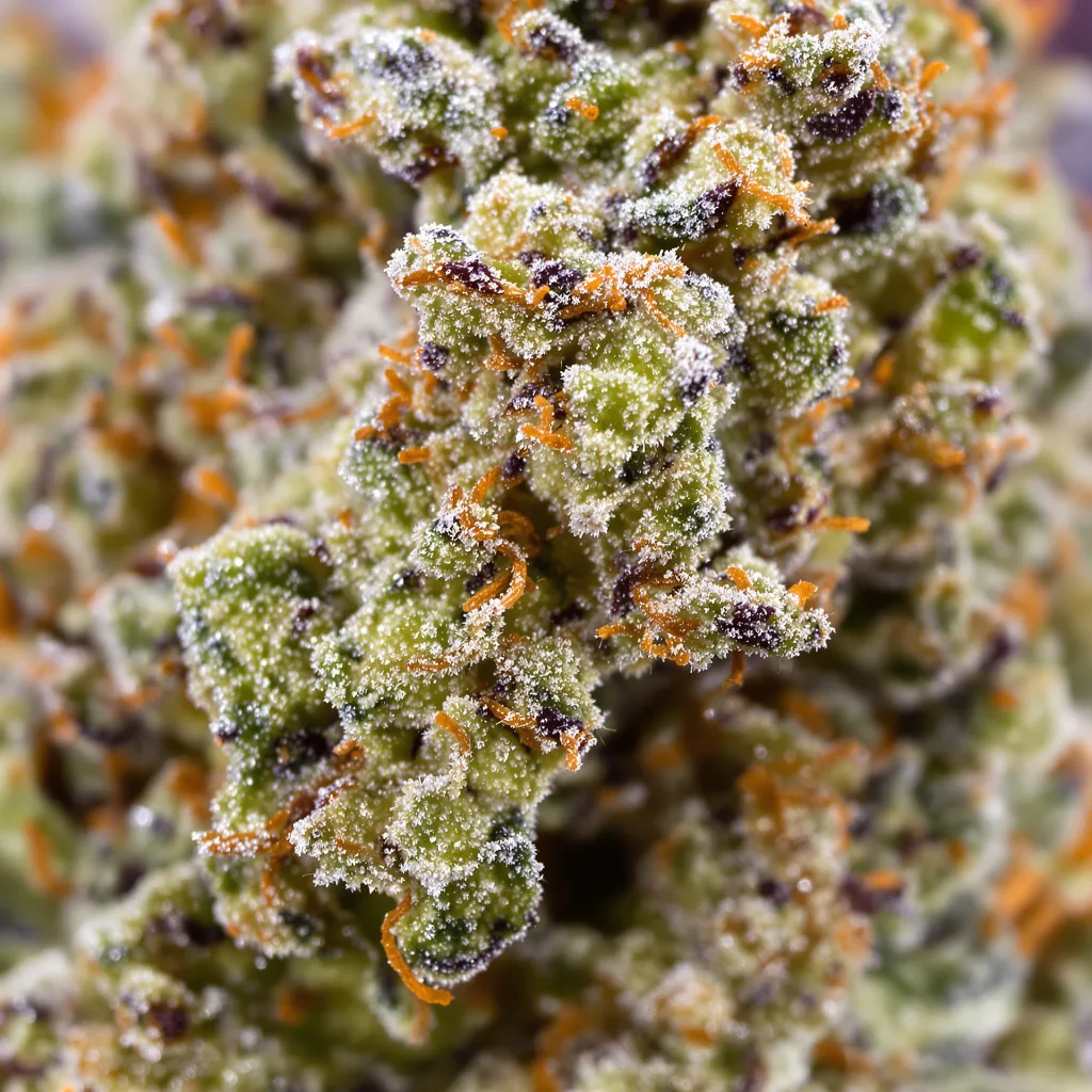 Funky Monkey cannabis bud close-up showing balanced bud structure with frosted trichomes