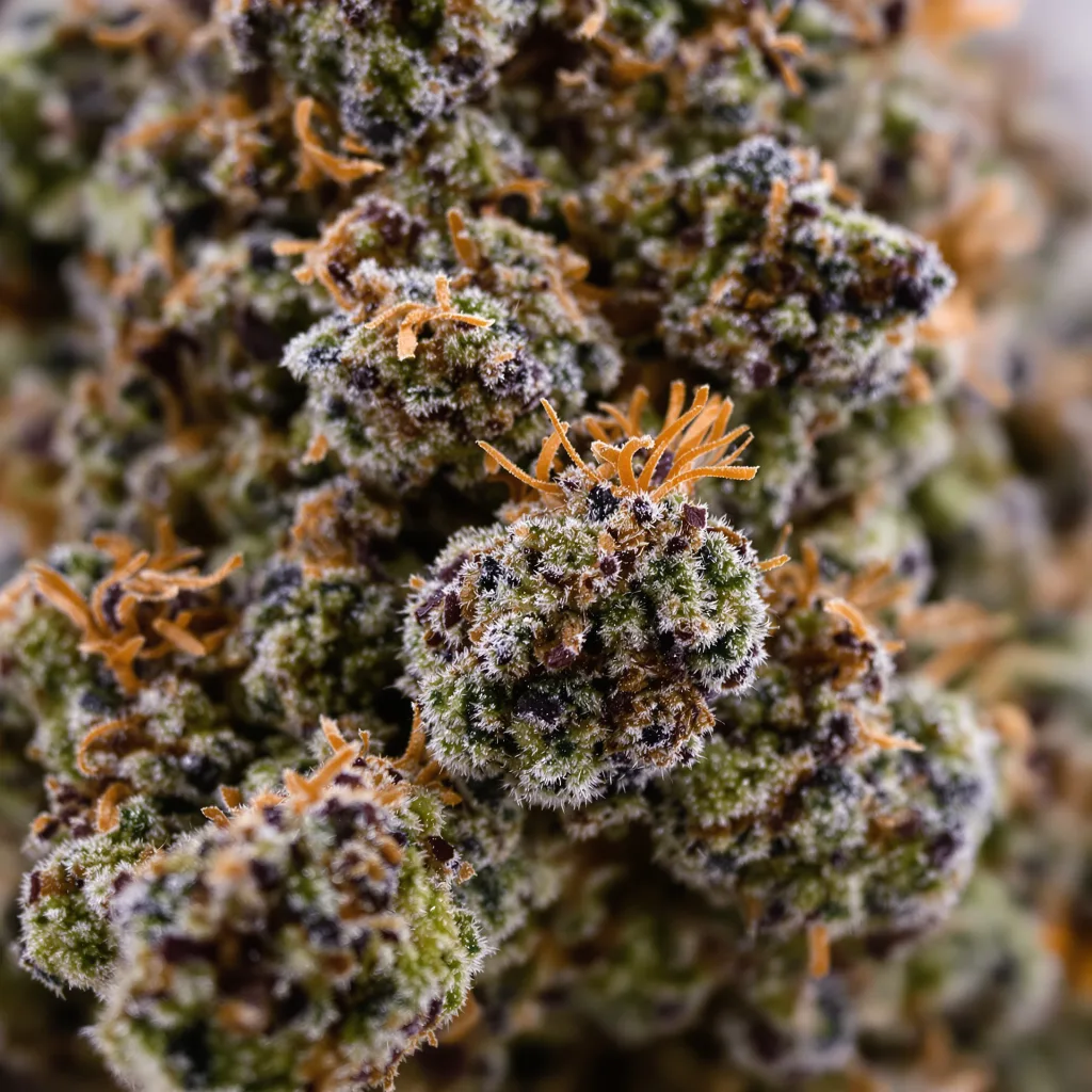 G13 cannabis bud close-up showing dense purple-tinged calyxes