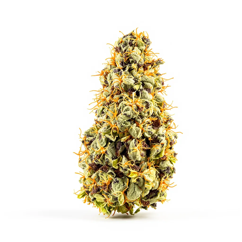 G13 cannabis plant in flowering stage — 90-130 cm feminised