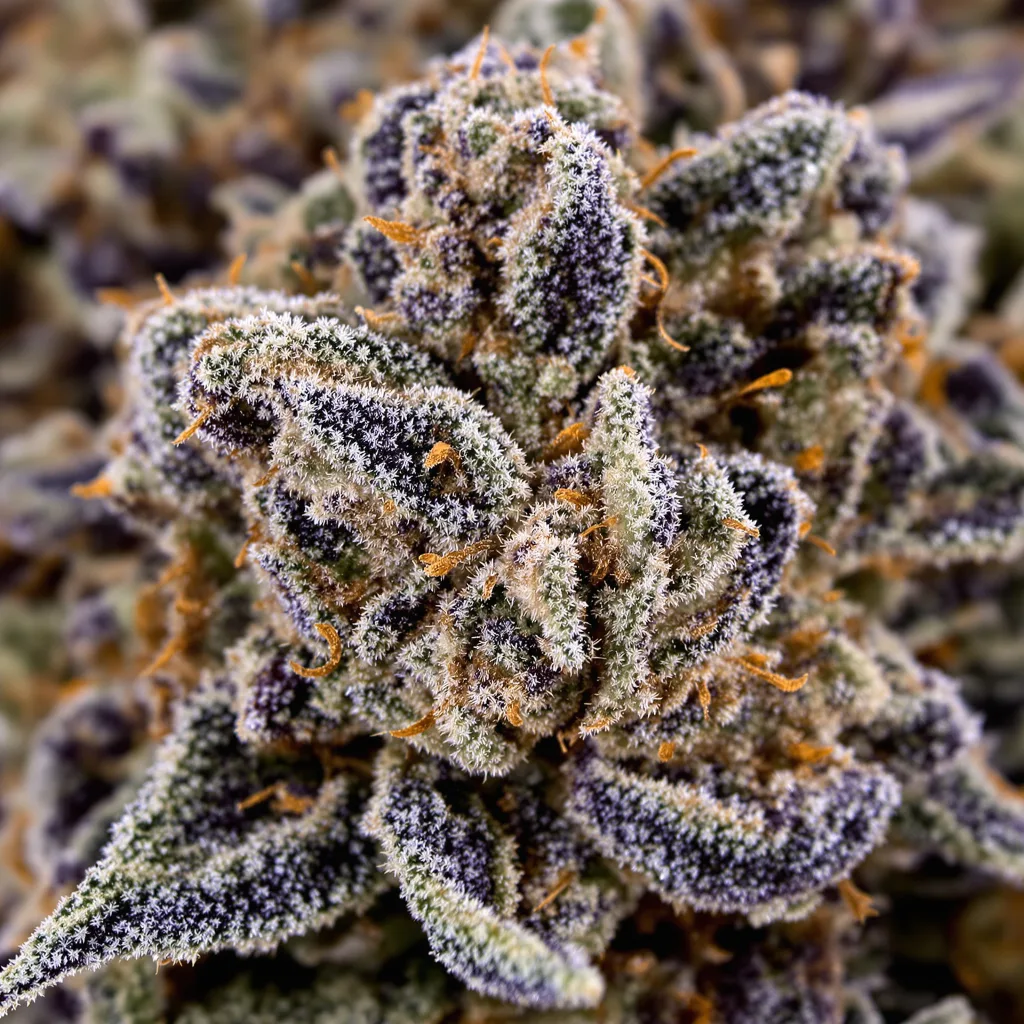 G13 Widow cannabis bud close-up showing dense purple-tinged calyxes