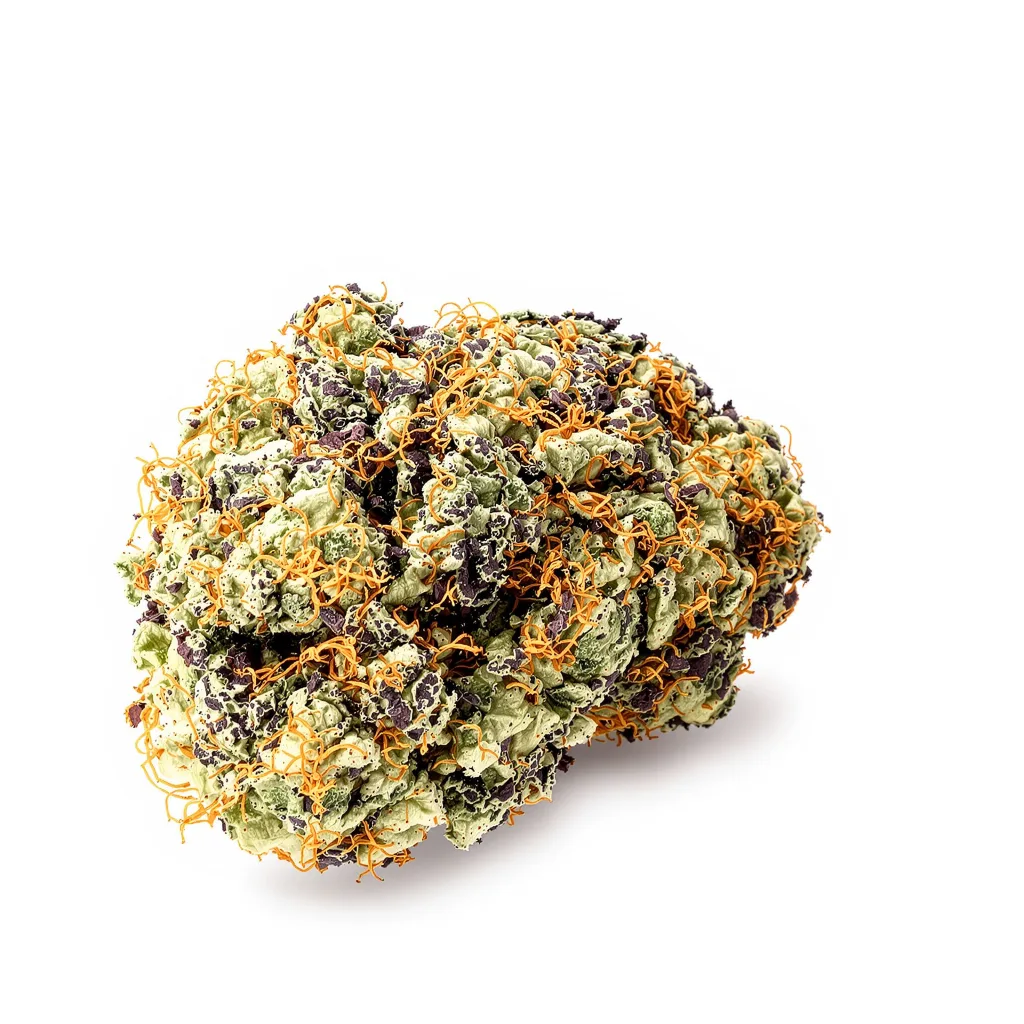 G13 Widow cannabis plant in flowering stage — 60-100 cm autoflower