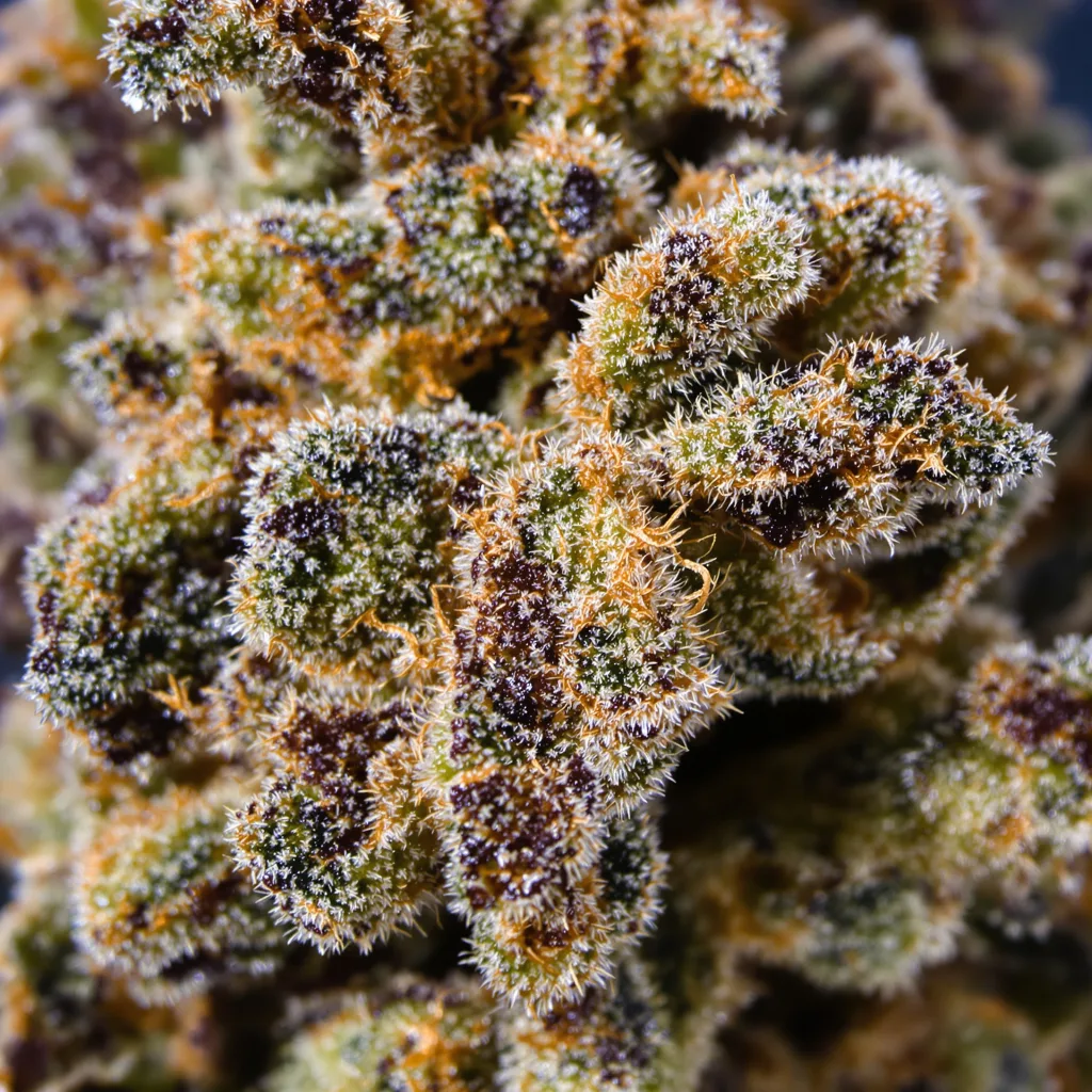 G13 Widow cannabis bud close-up showing dense purple-tinged calyxes