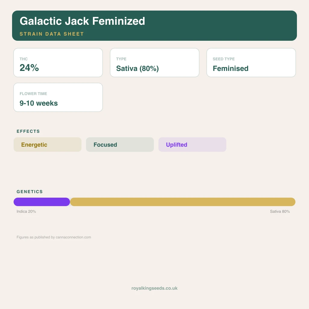 Galactic Jack 20% indica / 80% sativa flower with visible trichomes