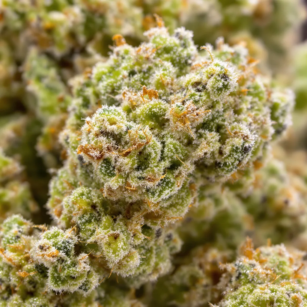 Galactic Jack cannabis bud close-up showing lime-green airy structure