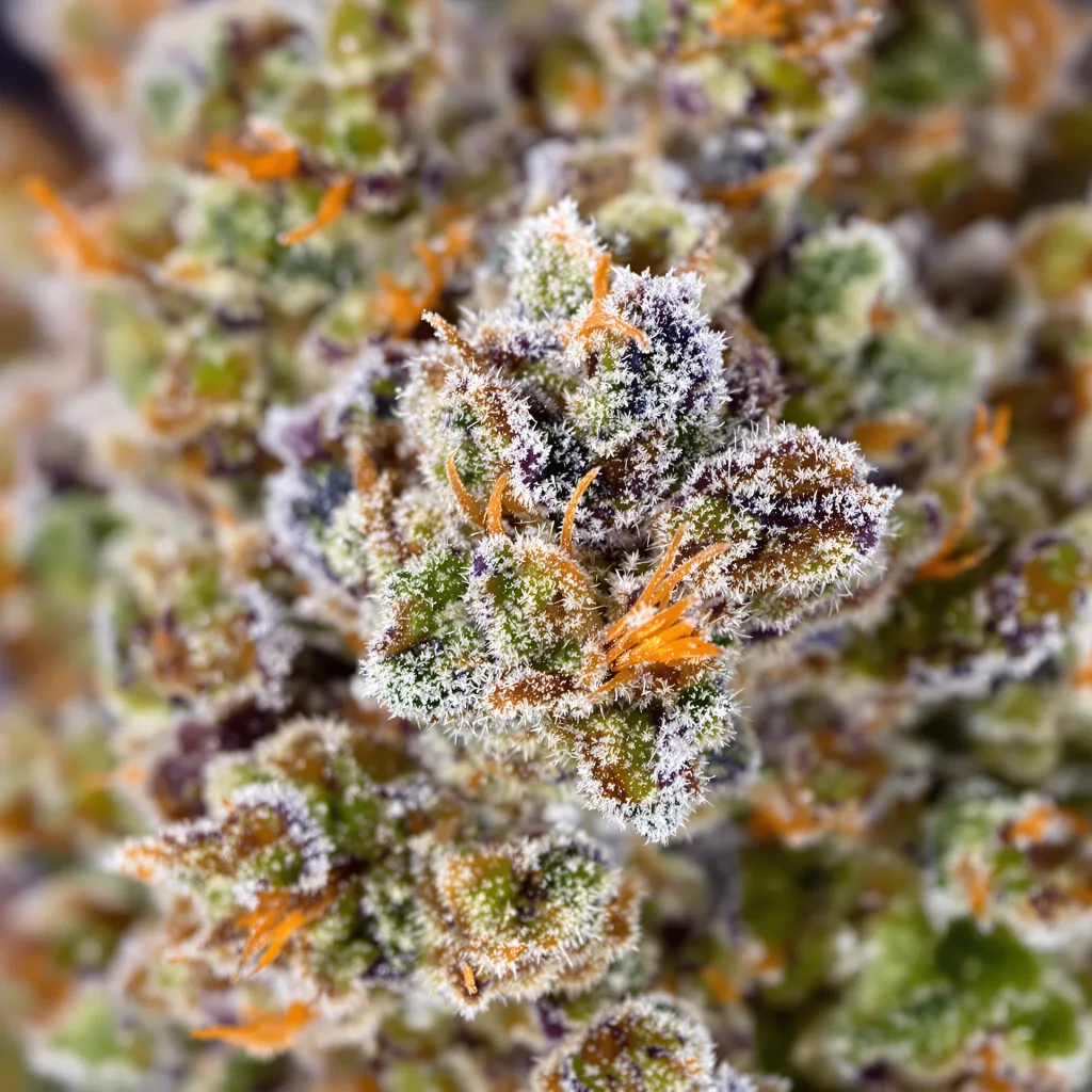 Gelato 33 cannabis bud close-up showing dense forest-green nugs